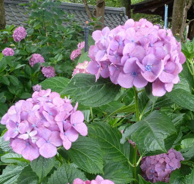 藤森神社の紫陽花