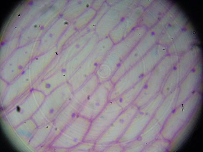 optical microscope image of onion skin
